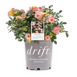 #2 Peach Drift® Rose Groundcover