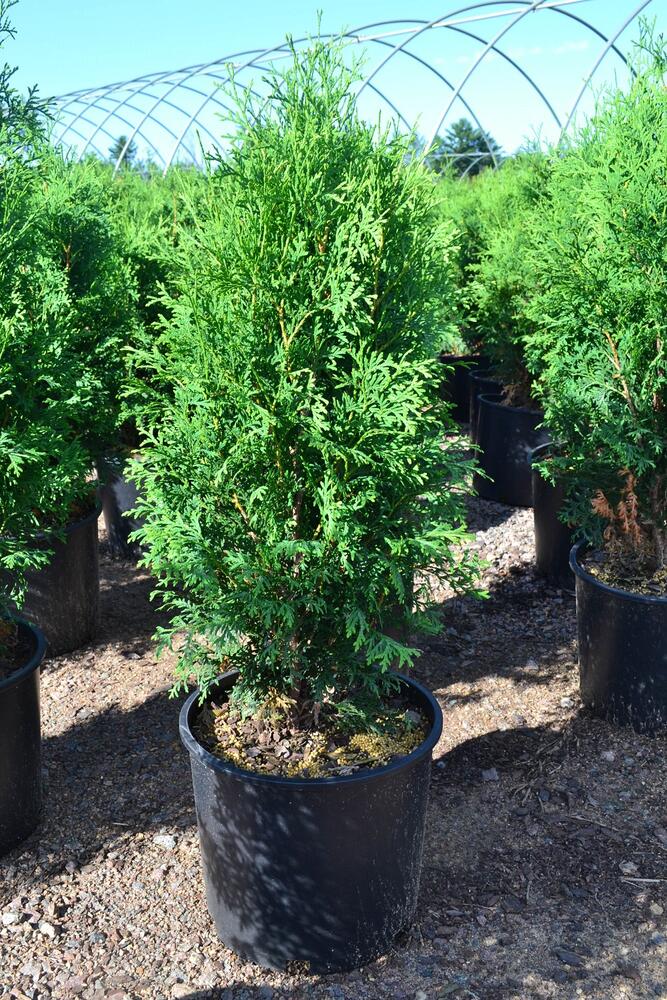 #5 Skybound Arborvitae Tree
