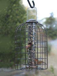 Enchanted Garden® Squirrel-Resistant Bird Feeder at Menards®