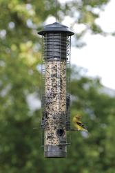Audubon Dragonfly Squirrel-Resistant Tube Bird Feeder at Menards®