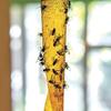 Raid® Fly Ribbon - 10 Pack