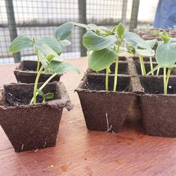 Jiffy Seed Starter Greenhouse Kit 50 Cell At Menards Jiffy Seed Starter Greenhouse Kit 50 Cell At Menards