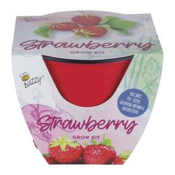 Buzzyseeds Com Grow Instructions Strawberry