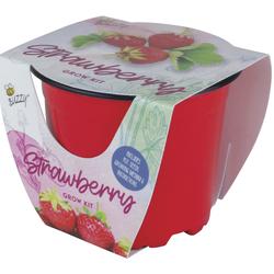 Buzzy Strawberry Patch Grow Kit
