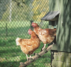 2' x 25' Green Plastic Poultry Netting at Menards®