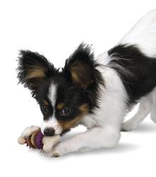 PetSafe Busy Buddy Bristle Bone Dog Toy - Hilton, NY - Pet Friendly