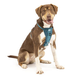 Menards dog shops harness