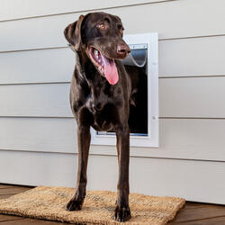 Interior door with built in pet door outlet lowes