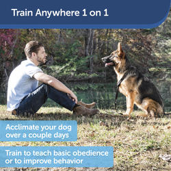 Collarless dog trainer best sale