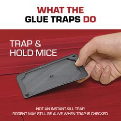 MouseGuard Baited Glue Mouse Traps - 6pk at Menards®