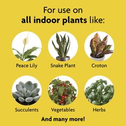 buy hope philodendron Thaumatophyllum bipinnatifidum 'Hope Selloum'