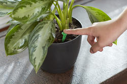 indoor living wall planter Living Wall Planters - White