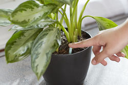 indoor plant pots with drainage LE TAUCI 12 Inch Pots for Plants, Ceramic Large Planters for Indoor Pl   LETAUCI