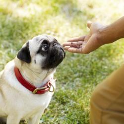 milk bone mini peanut butter