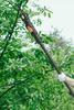 Yardworks™ 8" 20-Volt Cordless Reciprocating Pole Saw
