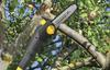 Yardworks™ 10" 8-Amp Electric Corded Pole Saw