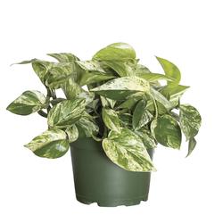 5" Marble Pothos House Plant at Menards