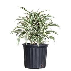 buy pink princess philodendron canada Live Philodendron Pink Princess main image 1