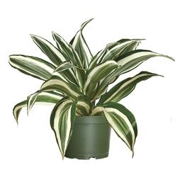 6" Dracaena Jewel in Grower Pot at Menards