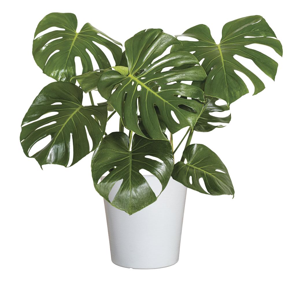 10" Monstera House Plant