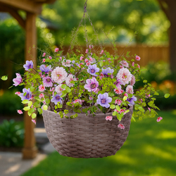 hanging basket plants ivy Ivy Hanging Basket main image 1