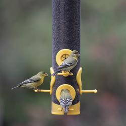 Perky-Pet® Yellow Finch Bird Feeder at Menards®