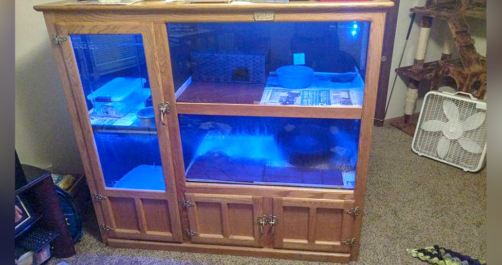 4-Display Case Vivarium - Project by Alyssa at Menards®