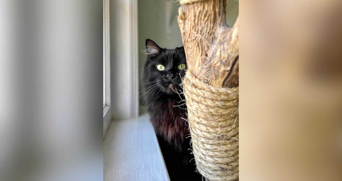 Literal Cat Tree Project by Kirsten at Menards®