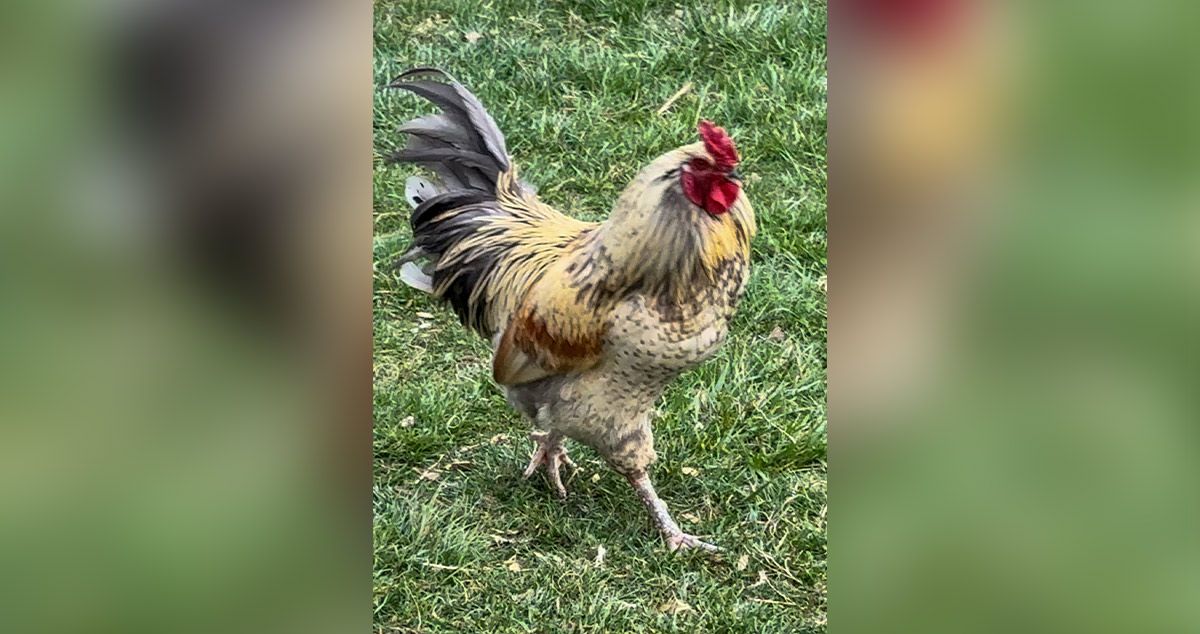 Custom Chicken Coop Project by Jennie at Menards®