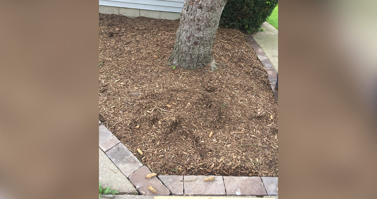 Pavers Around the Pine Tree Project by Andrea at Menards®