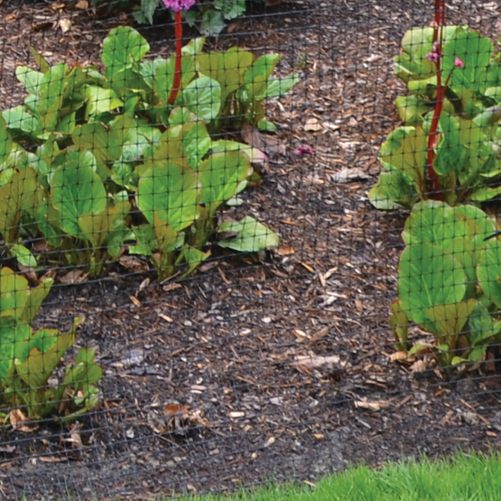 Guarding Your Garden from Deer at Menards®