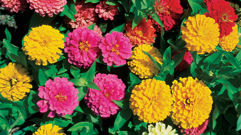 7 Reasons Why Plants Stop Flowering at Menards®