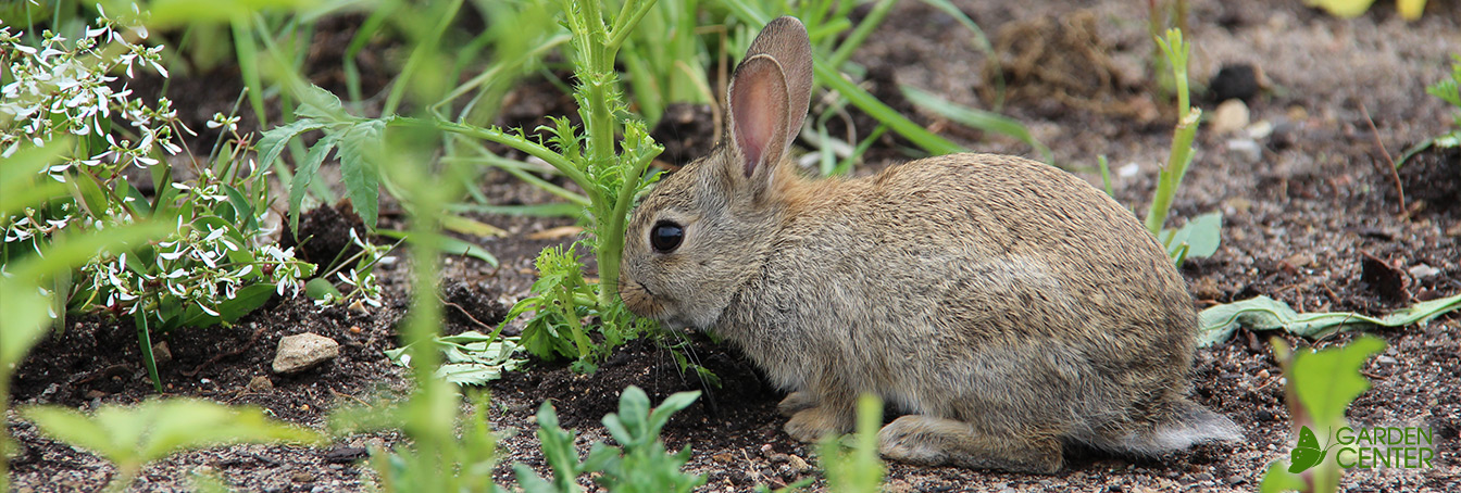 how-to-keep-animals-out-of-your-yard-at-menards