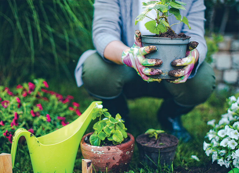 Bringing Tender Plants Indoors at Menards®