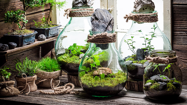 This build-your-own terrarium kit is now available for purchase in my , Terrarium