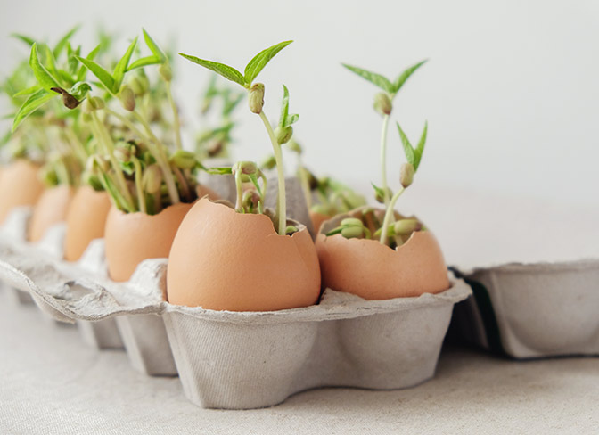 Excellent Gardening with Eggshells at Menards®