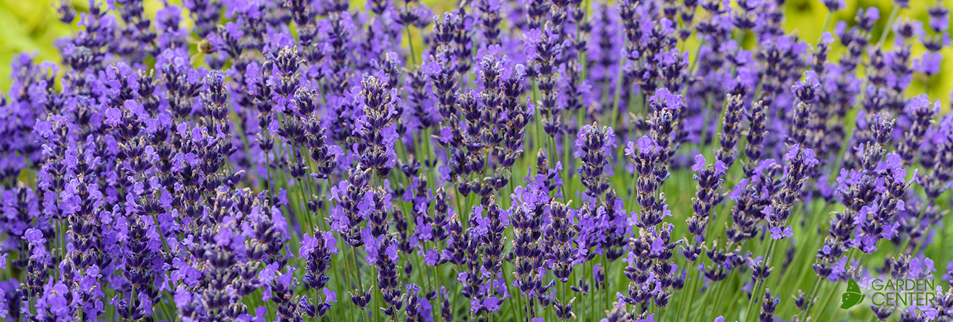 Culinary Lavender LectureNovember 7 - The Lavender Garden