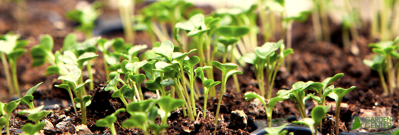 How to Transplant Seedlings into Your Garden at Menards®