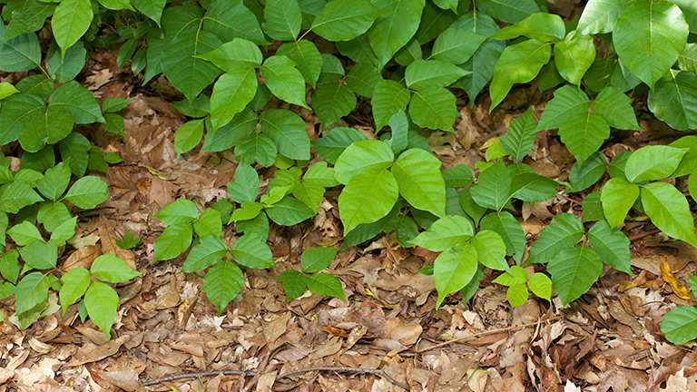 How to Prevent and Remove Garden Poison Ivy at Menards®
