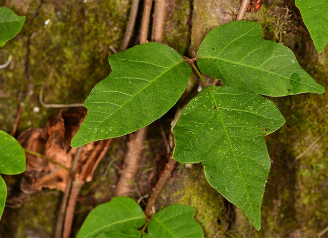 Here's how to identify poison ivy and remove it from your landscape