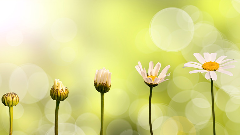 7 Reasons Why Plants Stop Flowering at Menards®
