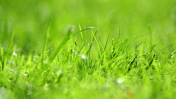 How to Aerate Your Lawn at Menards