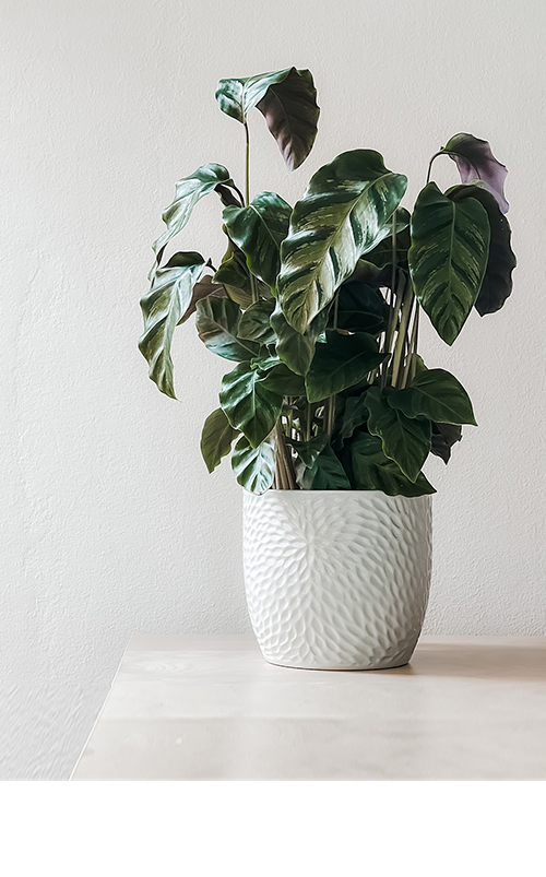 5 finger philodendron care Philodendron Goeldii