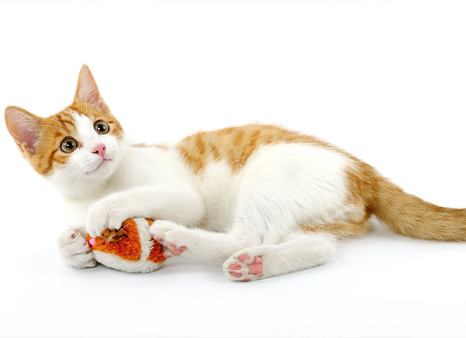 Menards cat toys online