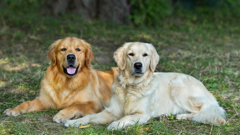 6 Life Stages of Dogs at Menards