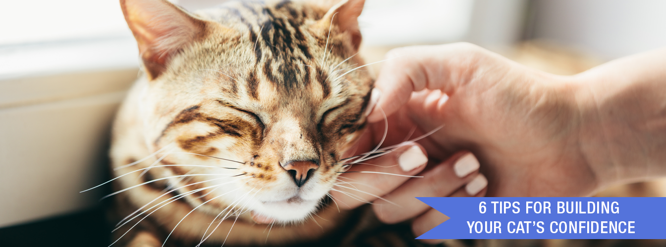6 Tips for Building Your Cat’s Confidence at Menards®