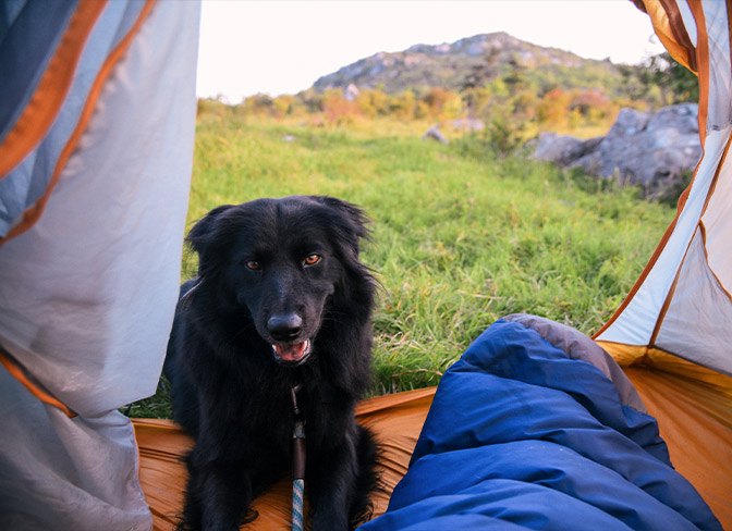 How to Keep a Dog Entertained While Camping