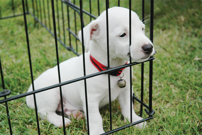 Menards dog fence orders panels