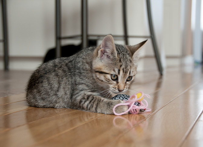 Menards sale cat toys