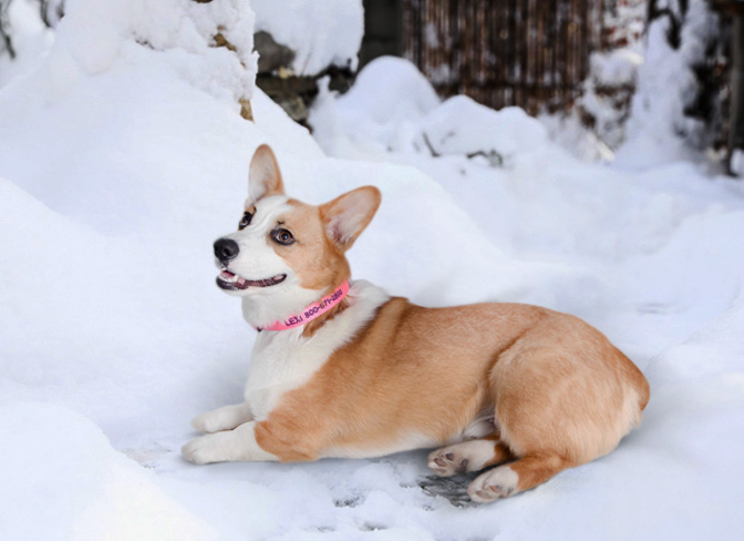 Best Harnesses For Corgis